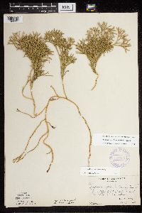 Diphasiastrum digitatum x tristachyum image