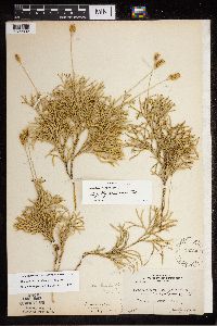 Diphasiastrum digitatum x tristachyum image