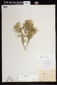 Diphasiastrum digitatum x tristachyum image