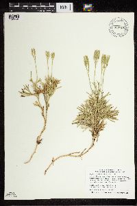 Diphasiastrum x zeilleri image