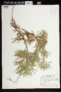 Diphasiastrum x zeilleri image