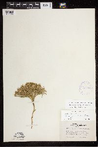 Diphasiastrum tristachyum image