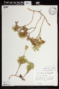 Diphasiastrum tristachyum image