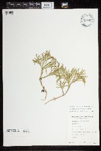 Diphasiastrum tristachyum image