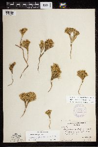 Diphasiastrum tristachyum image