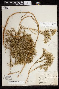 Diphasiastrum tristachyum image