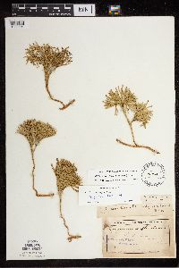 Diphasiastrum tristachyum image