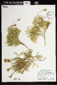 Diphasiastrum tristachyum image