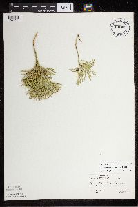 Diphasiastrum tristachyum image