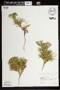 Diphasiastrum tristachyum image