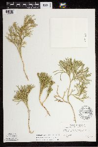 Diphasiastrum tristachyum image