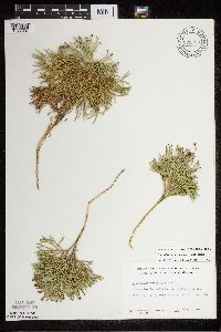 Diphasiastrum tristachyum image