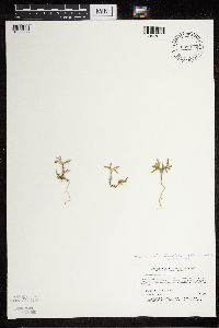 Diphasiastrum tristachyum image