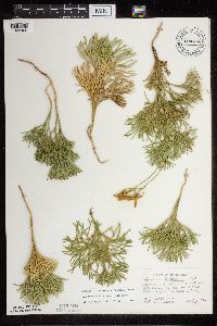 Diphasiastrum tristachyum image