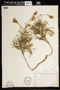 Diphasiastrum tristachyum image