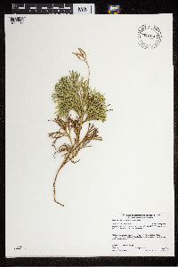 Diphasiastrum tristachyum image