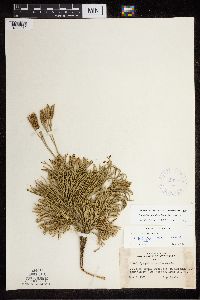 Diphasiastrum tristachyum image