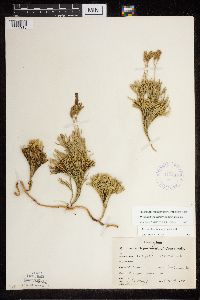 Diphasiastrum tristachyum image