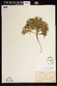 Diphasiastrum tristachyum image