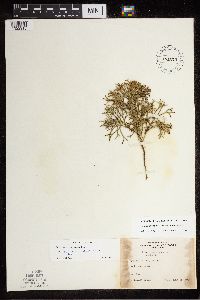 Diphasiastrum tristachyum image