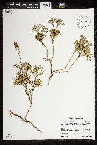 Diphasiastrum tristachyum image