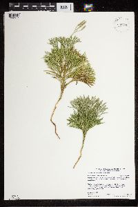 Diphasiastrum tristachyum image