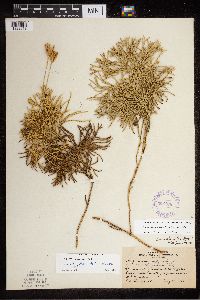 Diphasiastrum tristachyum image