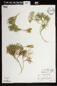 Diphasiastrum tristachyum image