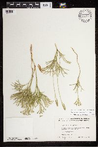 Diphasiastrum tristachyum image