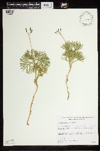 Diphasiastrum tristachyum image