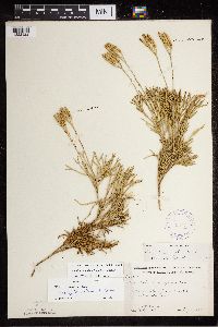Diphasiastrum tristachyum image