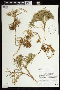 Diphasiastrum tristachyum image