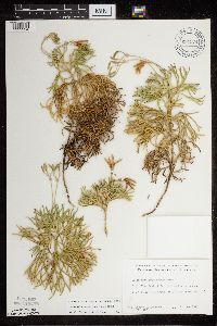 Diphasiastrum tristachyum image