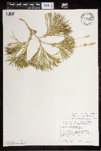 Diphasiastrum tristachyum image