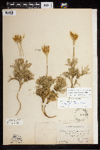 Diphasiastrum tristachyum image