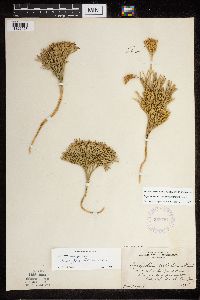 Diphasiastrum tristachyum image