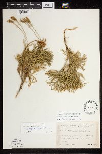 Diphasiastrum tristachyum image