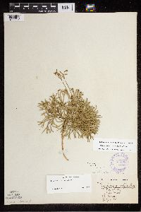 Diphasiastrum tristachyum image