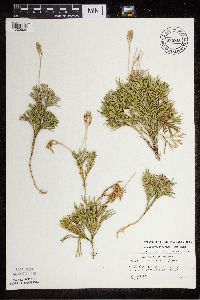 Diphasiastrum tristachyum image