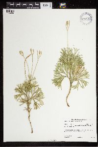 Diphasiastrum tristachyum image