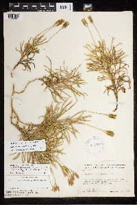 Diphasiastrum x zeilleri image