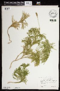 Diphasiastrum x zeilleri image