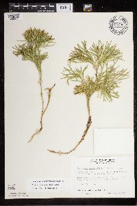 Diphasiastrum x zeilleri image