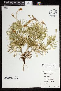 Diphasiastrum x zeilleri image