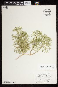 Diphasiastrum x zeilleri image