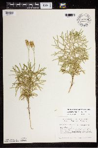 Diphasiastrum x zeilleri image