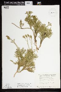 Diphasiastrum x zeilleri image