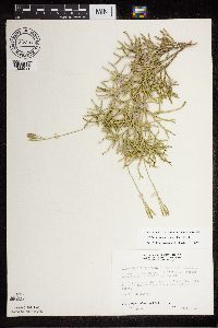 Diphasiastrum x zeilleri image