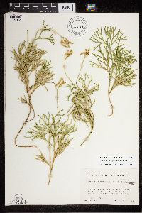 Diphasiastrum x zeilleri image