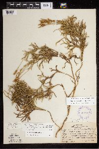 Diphasiastrum x zeilleri image